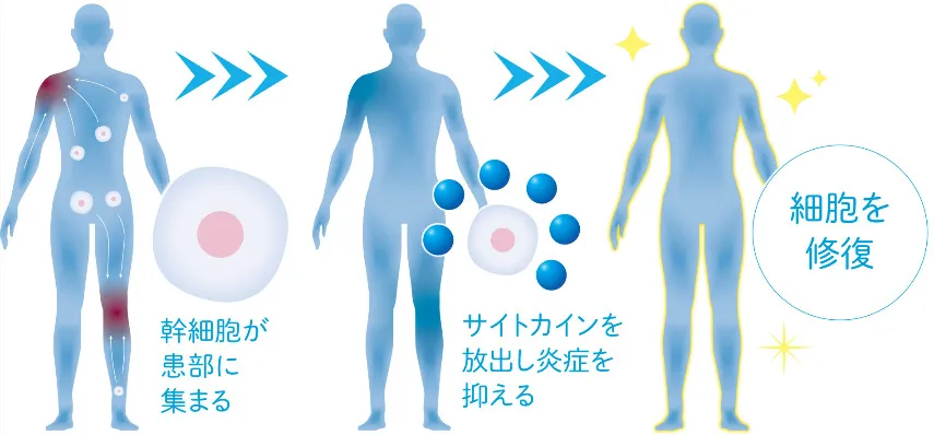 幹細胞とは